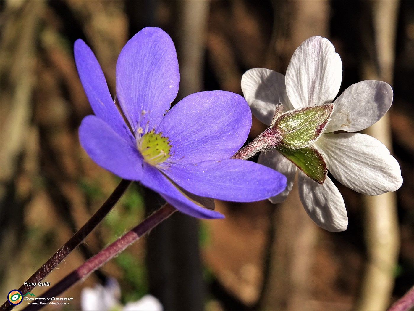 77 Hepatica nobilis (Erba trinita) sul sent.594A.JPG